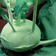 Kaleráb skorý Korfu F1